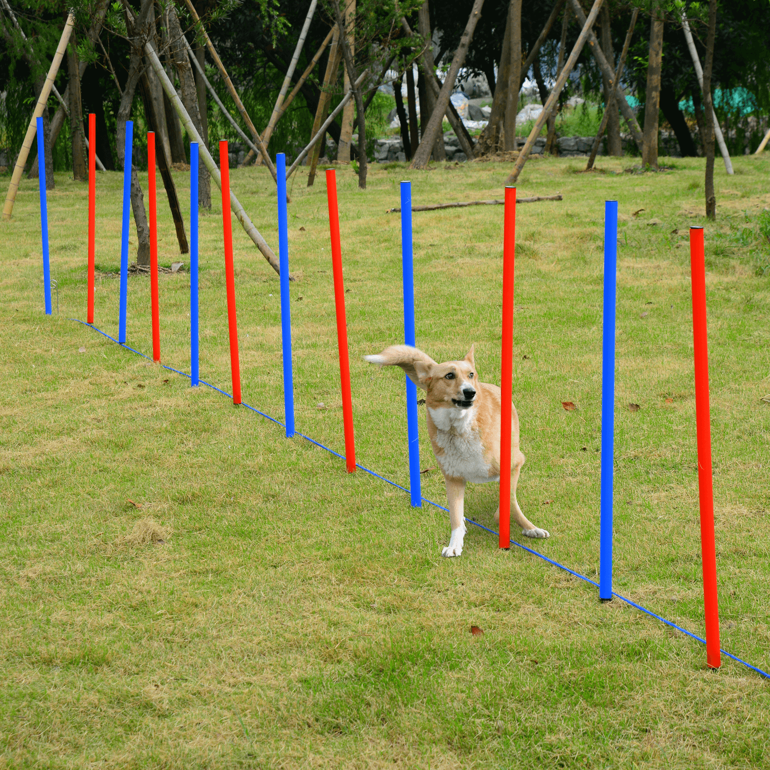 Dog Agility Training Kit: Bond & Train with Fun, Strengthen your bond & improve your dog's agility with PawHut's easy-setup, fun training equipment. Perfect for parks, fields, or backyards.