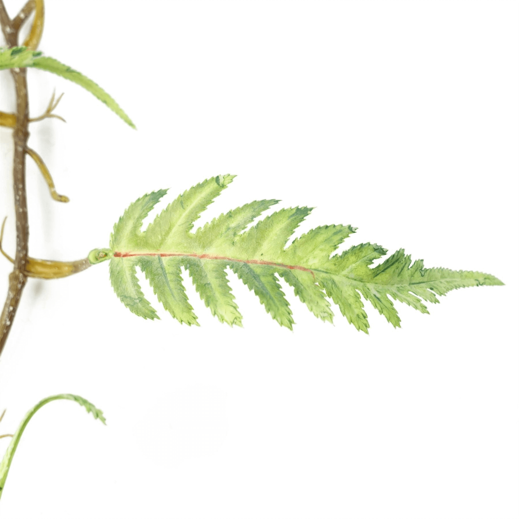 Realistic Artificial Fern Plant - Leaf Design UK, Elevate your space with Leaf Design UK's lifelike Artificial Hanging Trailing Plant. Perfect for any room, no planter needed. Measures 125cm.