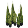 Tropical Artificial 55cm Sansevieria Trifasciata Plant Bring a touch of the tropics to your space with the Tropical Artificial Plants 55cm Sansevieria Trifasciata Plants by Leaf Design UK.