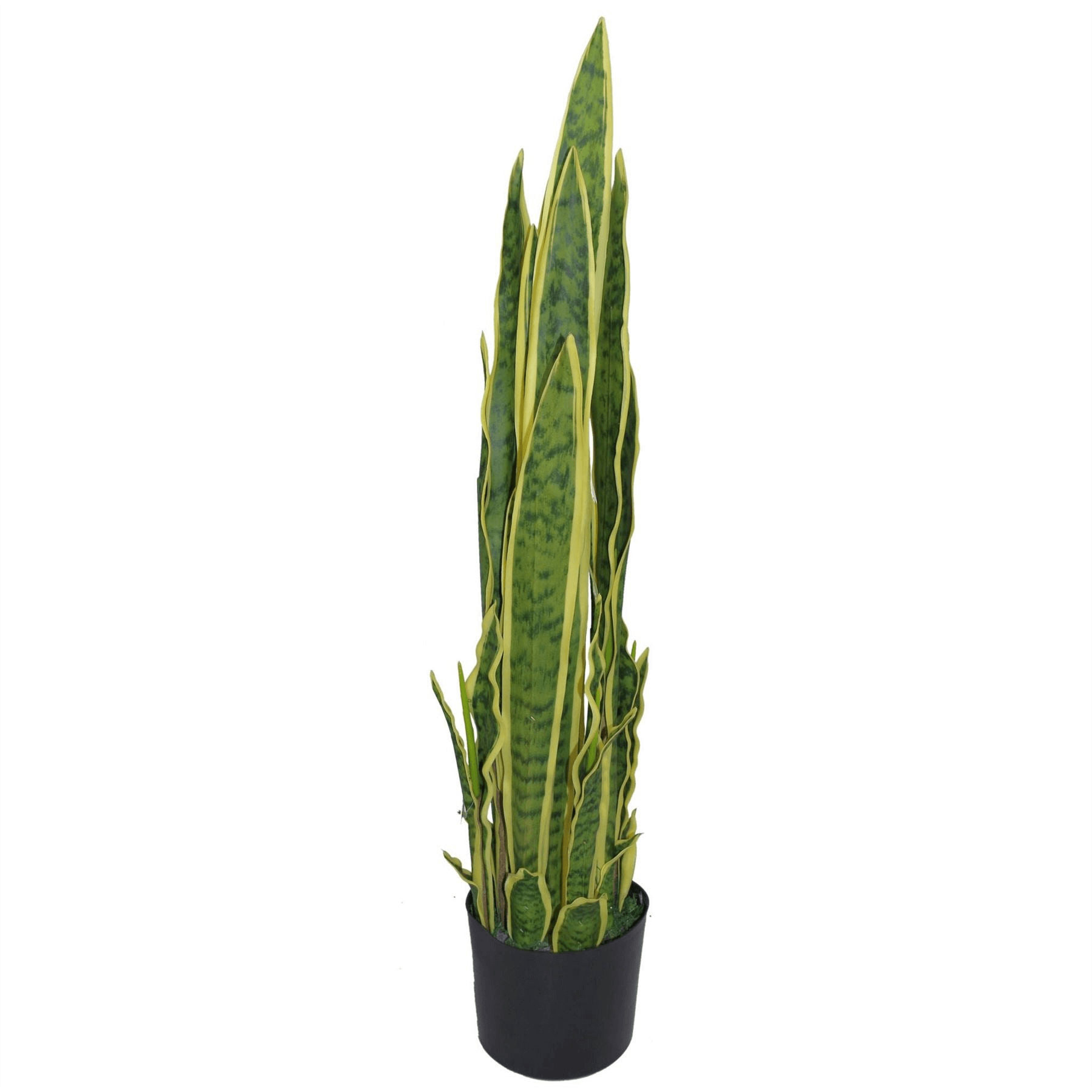 Tropical Artificial 55cm Sansevieria Trifasciata Plant Bring a touch of the tropics to your space with the Tropical Artificial Plants 55cm Sansevieria Trifasciata Plants by Leaf Design UK.