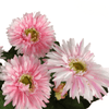 Pink Daisy Artificial Plant with Pot, Elevate your home with our Pink Daisy Artificial Plant in a terracotta pot. Lifelike, high-quality, perfect for any decor.