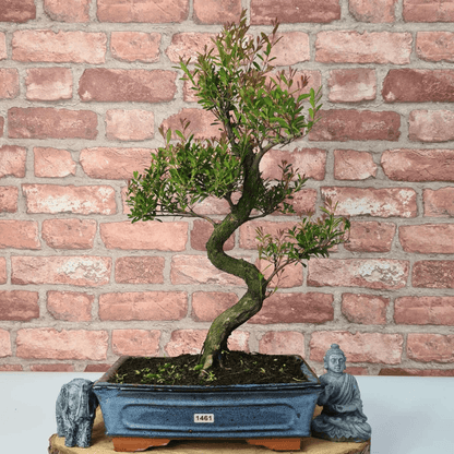 Brush Cherry Bonsai Tree in 25cm Glazed Pot, Discover the elegant Brush Cherry Bonsai Tree in a 25cm blue glazed pot. Perfect for indoor & outdoor spaces, this Syzygium bonsai adds serene beauty.