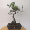 Brush Cherry Bonsai Tree in 25cm Glazed Pot, Discover the elegant Brush Cherry Bonsai Tree in a 25cm blue glazed pot. Perfect for indoor & outdoor spaces, this Syzygium bonsai adds serene beauty.