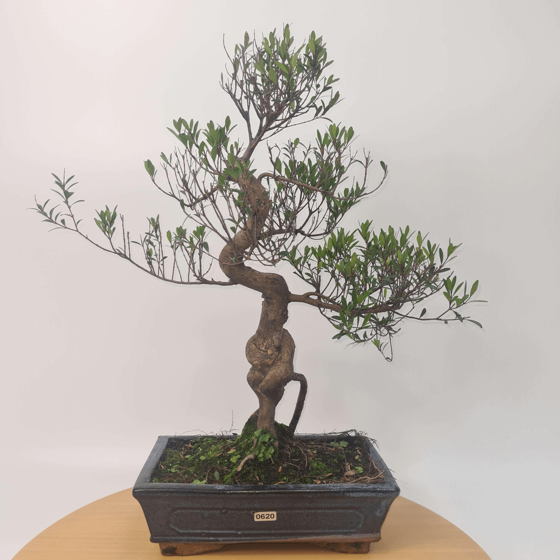 Brush Cherry Bonsai Tree in 25cm Glazed Pot, Discover the elegant Brush Cherry Bonsai Tree in a 25cm blue glazed pot. Perfect for indoor & outdoor spaces, this Syzygium bonsai adds serene beauty.