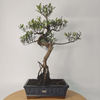 Brush Cherry Bonsai Tree in 25cm Glazed Pot, Discover the elegant Brush Cherry Bonsai Tree in a 25cm blue glazed pot. Perfect for indoor & outdoor spaces, this Syzygium bonsai adds serene beauty.