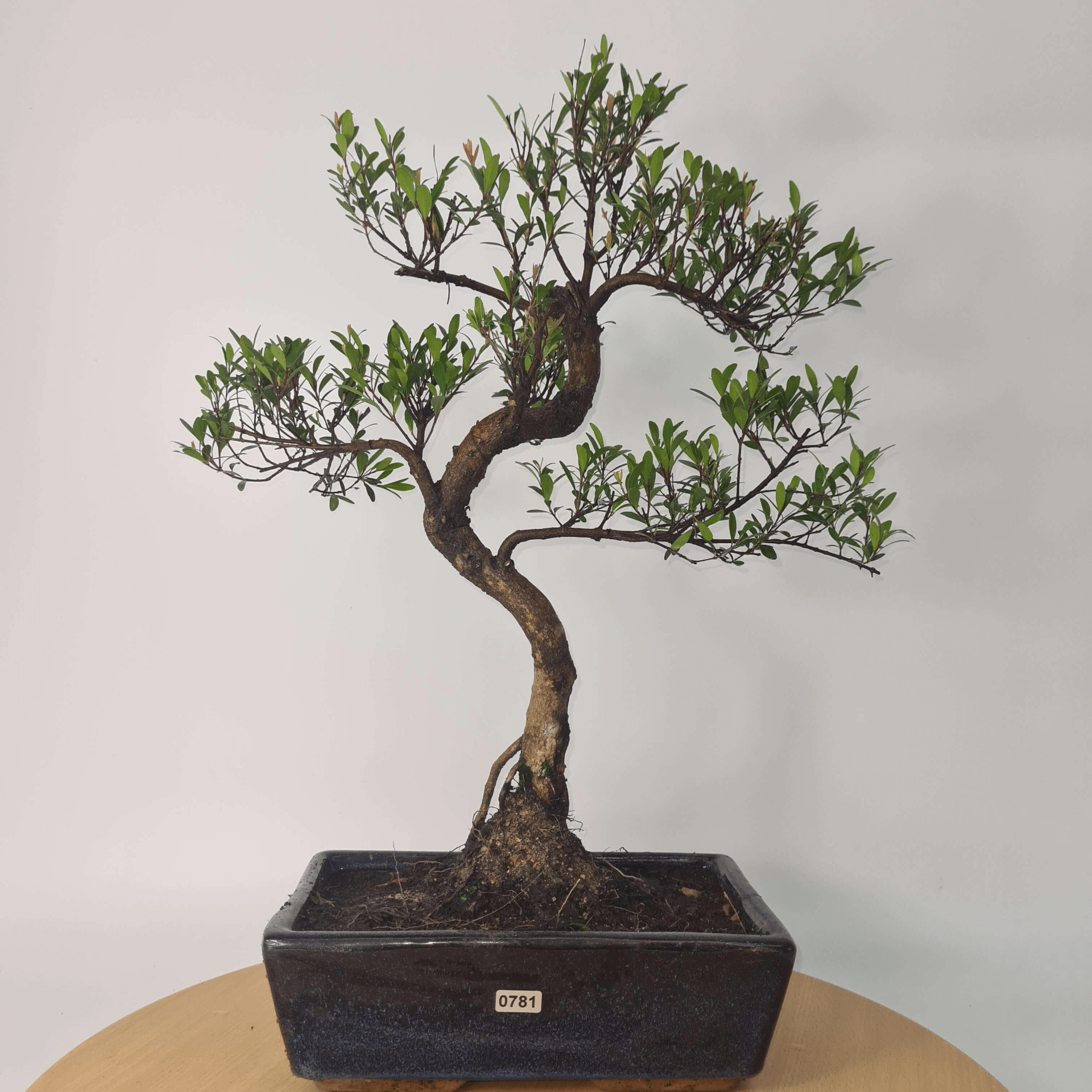 Brush Cherry Bonsai Tree in 25cm Glazed Pot, Discover the elegant Brush Cherry Bonsai Tree in a 25cm blue glazed pot. Perfect for indoor & outdoor spaces, this Syzygium bonsai adds serene beauty.