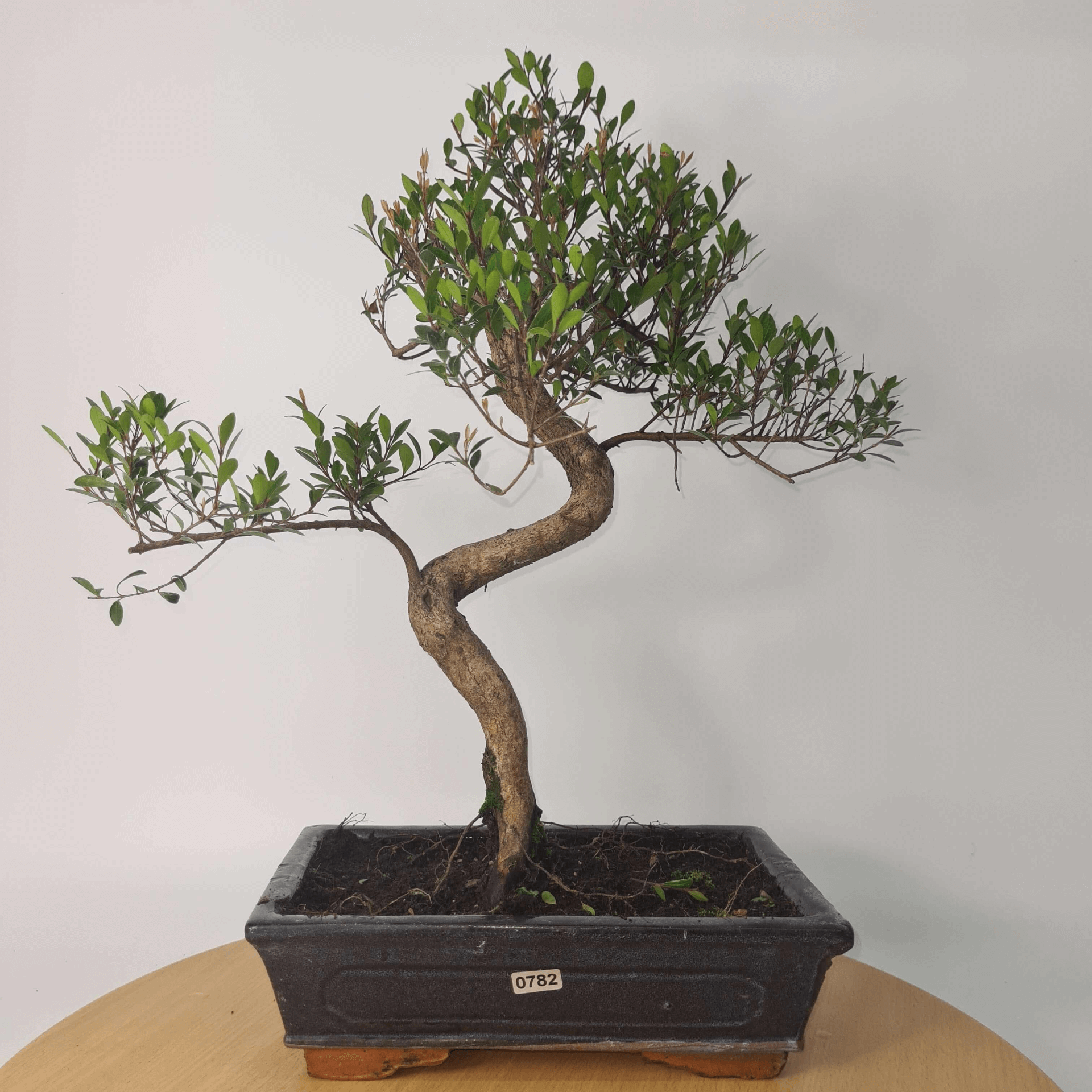 Brush Cherry Bonsai Tree in 25cm Glazed Pot, Discover the elegant Brush Cherry Bonsai Tree in a 25cm blue glazed pot. Perfect for indoor & outdoor spaces, this Syzygium bonsai adds serene beauty.