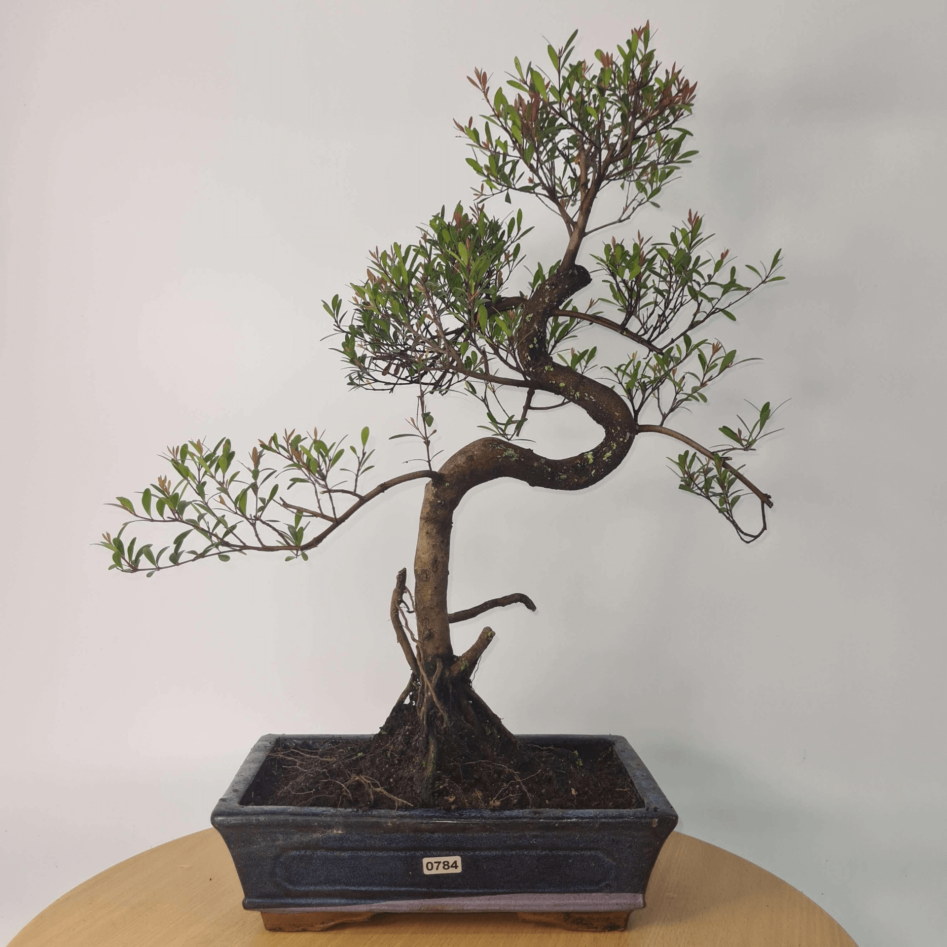 Brush Cherry Bonsai Tree in 25cm Glazed Pot, Discover the elegant Brush Cherry Bonsai Tree in a 25cm blue glazed pot. Perfect for indoor & outdoor spaces, this Syzygium bonsai adds serene beauty.