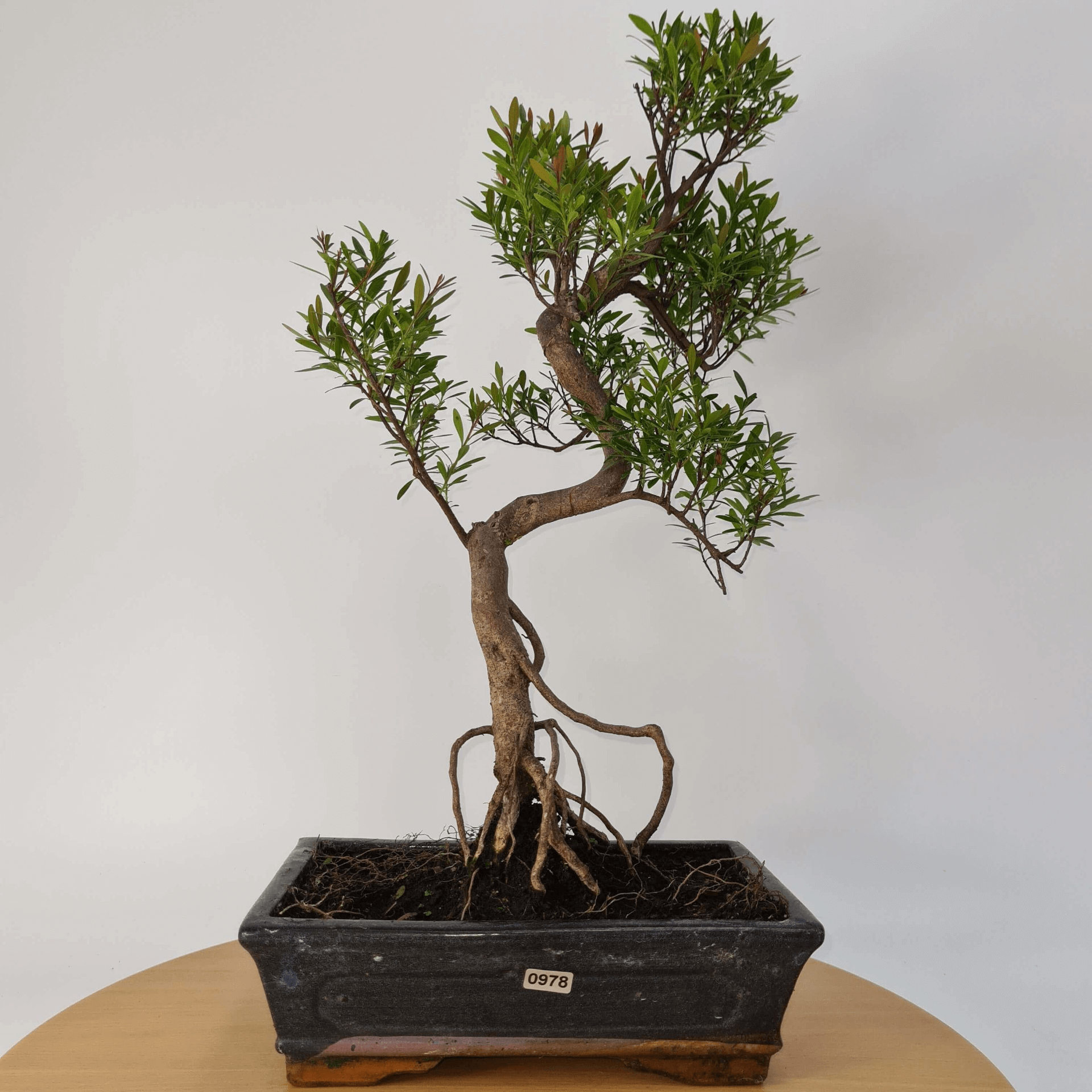 Brush Cherry Bonsai Tree in 25cm Glazed Pot, Discover the elegant Brush Cherry Bonsai Tree in a 25cm blue glazed pot. Perfect for indoor & outdoor spaces, this Syzygium bonsai adds serene beauty.