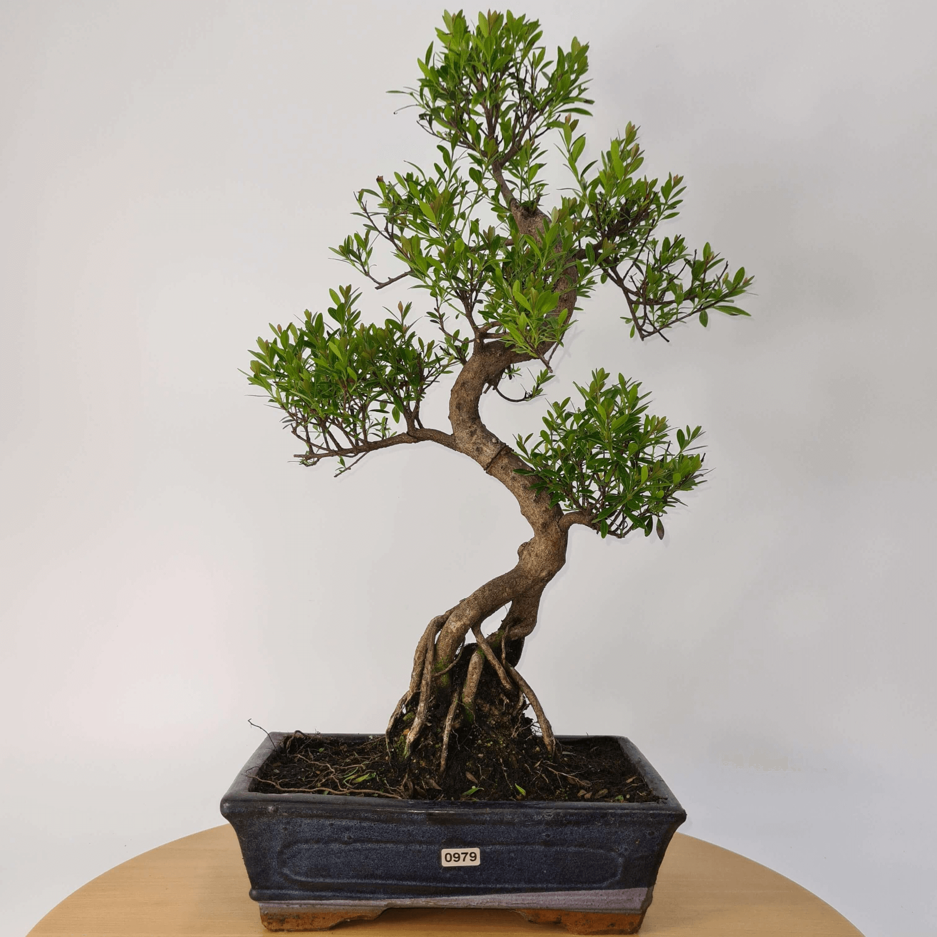 Brush Cherry Bonsai Tree in 25cm Glazed Pot, Discover the elegant Brush Cherry Bonsai Tree in a 25cm blue glazed pot. Perfect for indoor & outdoor spaces, this Syzygium bonsai adds serene beauty.