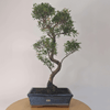 Brush Cherry Bonsai Tree in 25cm Glazed Pot, Discover the elegant Brush Cherry Bonsai Tree in a 25cm blue glazed pot. Perfect for indoor & outdoor spaces, this Syzygium bonsai adds serene beauty.