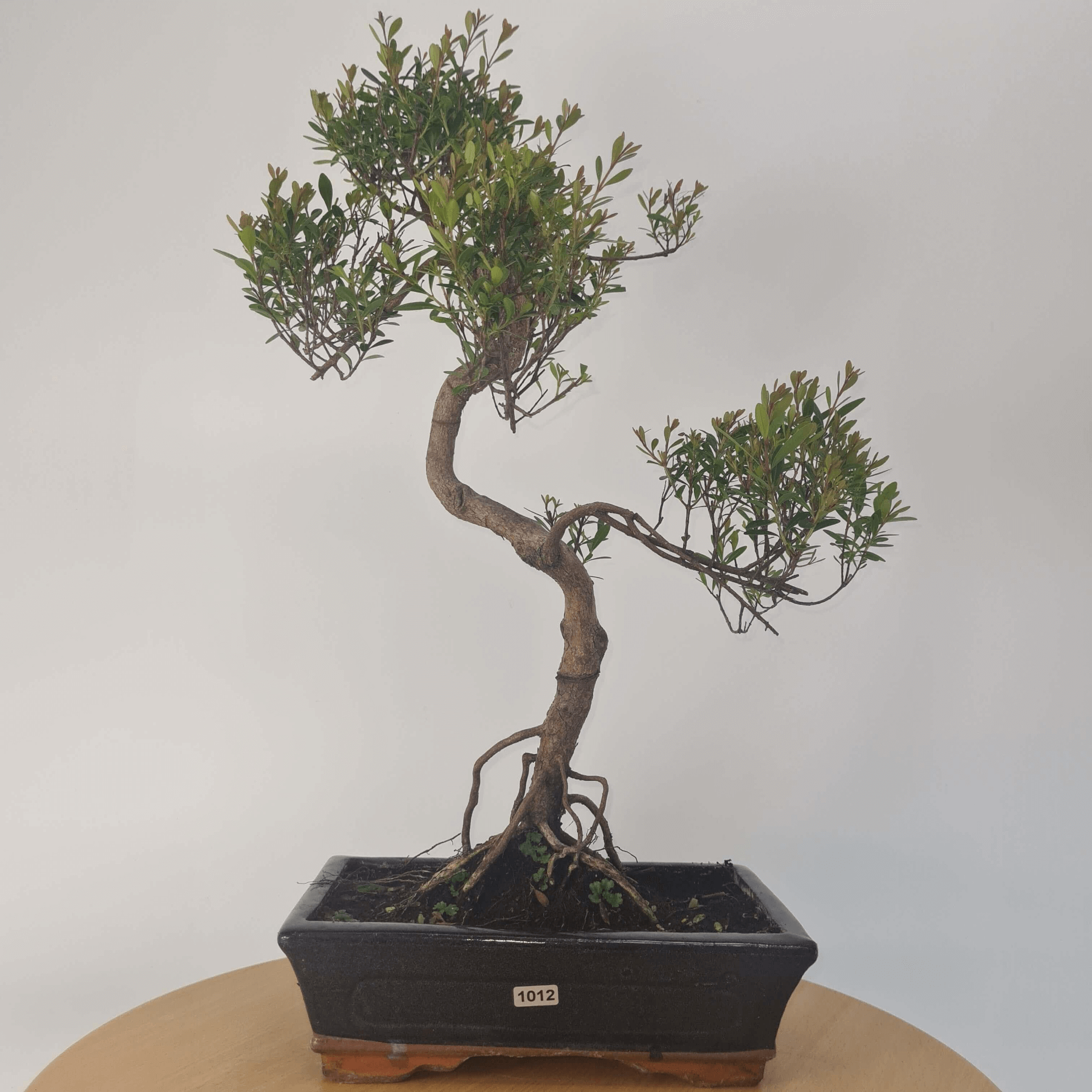 Brush Cherry Bonsai Tree in 25cm Glazed Pot, Discover the elegant Brush Cherry Bonsai Tree in a 25cm blue glazed pot. Perfect for indoor & outdoor spaces, this Syzygium bonsai adds serene beauty.