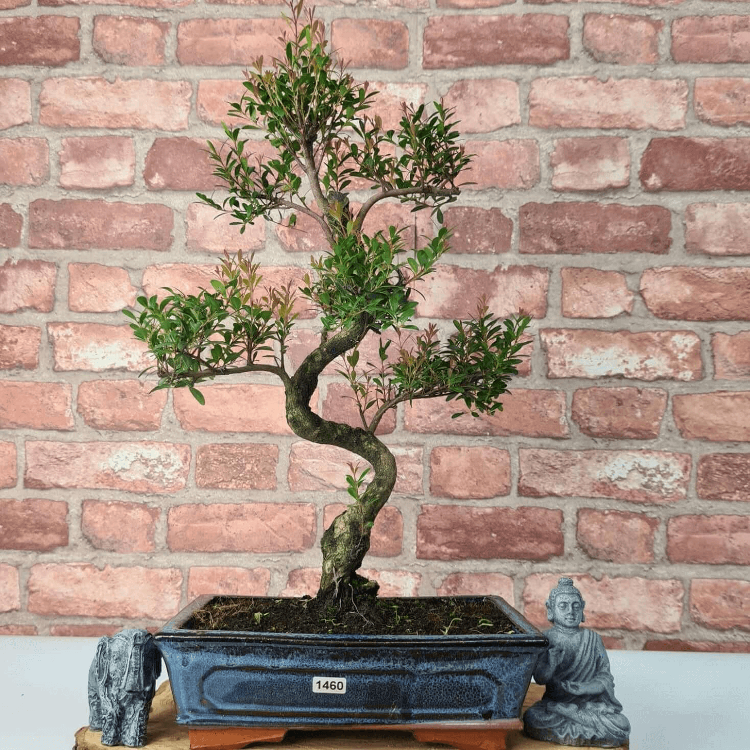 Brush Cherry Bonsai Tree in 25cm Glazed Pot, Discover the elegant Brush Cherry Bonsai Tree in a 25cm blue glazed pot. Perfect for indoor & outdoor spaces, this Syzygium bonsai adds serene beauty.