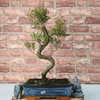 Brush Cherry Bonsai Tree in 25cm Glazed Pot, Discover the elegant Brush Cherry Bonsai Tree in a 25cm blue glazed pot. Perfect for indoor & outdoor spaces, this Syzygium bonsai adds serene beauty.