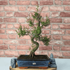 Brush Cherry Bonsai Tree in 25cm Glazed Pot, Discover the elegant Brush Cherry Bonsai Tree in a 25cm blue glazed pot. Perfect for indoor & outdoor spaces, this Syzygium bonsai adds serene beauty.