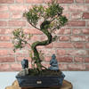 Brush Cherry Bonsai Tree in 25cm Glazed Pot, Discover the elegant Brush Cherry Bonsai Tree in a 25cm blue glazed pot. Perfect for indoor & outdoor spaces, this Syzygium bonsai adds serene beauty.