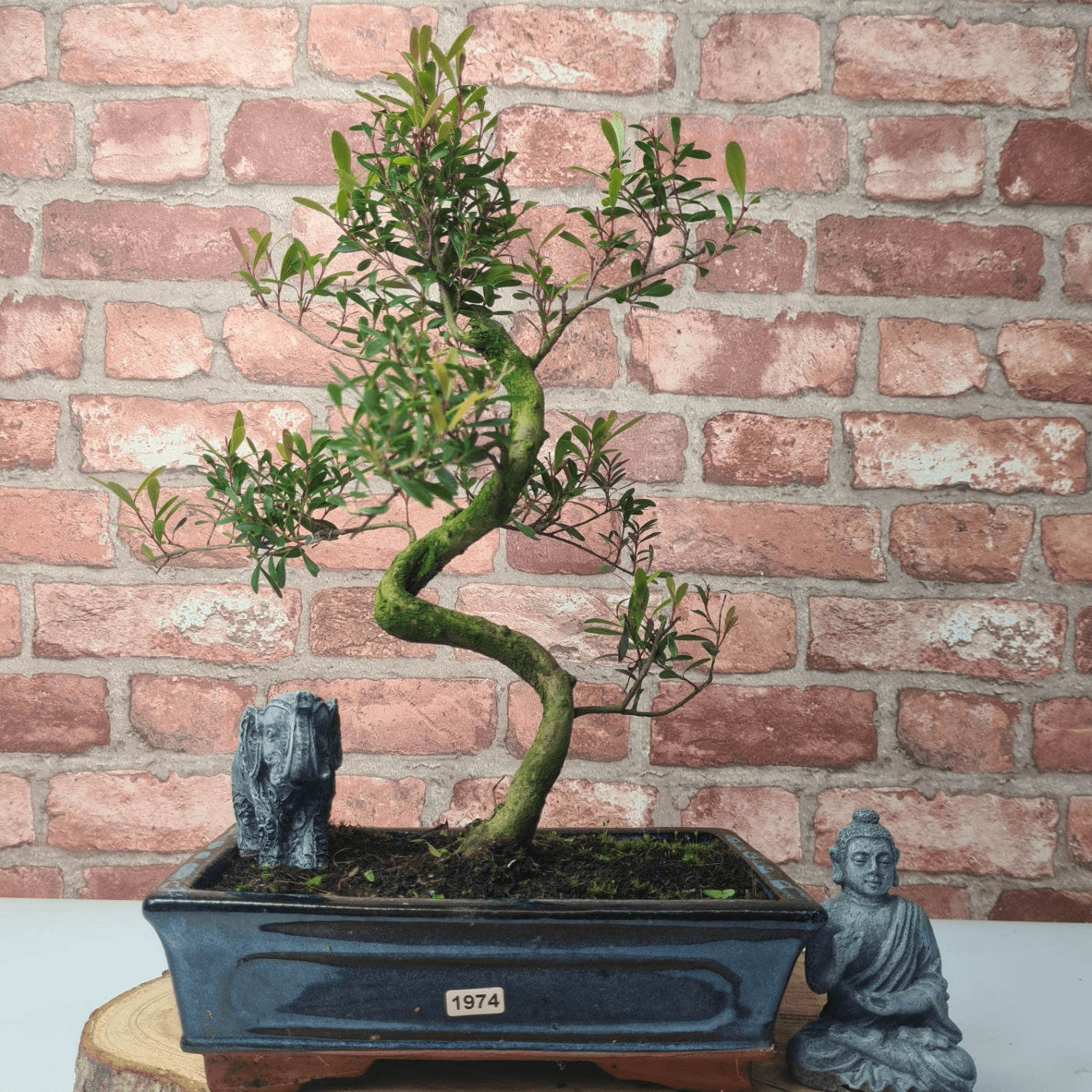 Brush Cherry Bonsai Tree in 25cm Glazed Pot, Discover the elegant Brush Cherry Bonsai Tree in a 25cm blue glazed pot. Perfect for indoor & outdoor spaces, this Syzygium bonsai adds serene beauty.