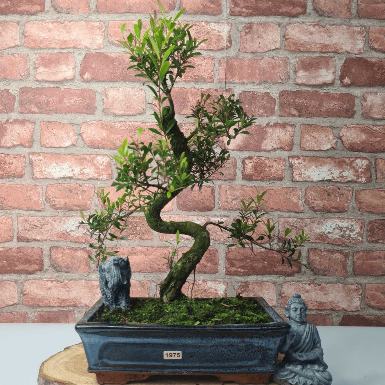 Brush Cherry Bonsai Tree in 25cm Glazed Pot, Discover the elegant Brush Cherry Bonsai Tree in a 25cm blue glazed pot. Perfect for indoor & outdoor spaces, this Syzygium bonsai adds serene beauty.