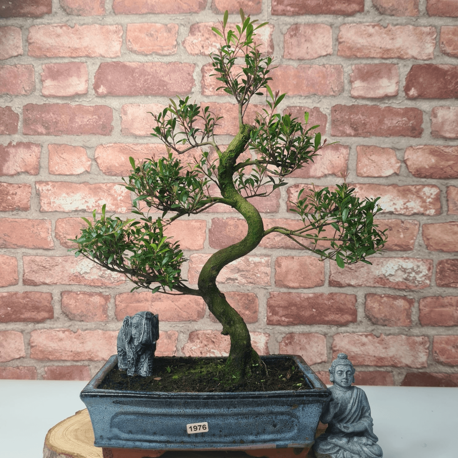 Brush Cherry Bonsai Tree in 25cm Glazed Pot, Discover the elegant Brush Cherry Bonsai Tree in a 25cm blue glazed pot. Perfect for indoor & outdoor spaces, this Syzygium bonsai adds serene beauty.