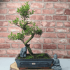 Brush Cherry Bonsai Tree in 25cm Glazed Pot, Discover the elegant Brush Cherry Bonsai Tree in a 25cm blue glazed pot. Perfect for indoor & outdoor spaces, this Syzygium bonsai adds serene beauty.