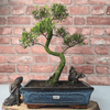 Brush Cherry Bonsai Tree in 25cm Glazed Pot, Discover the elegant Brush Cherry Bonsai Tree in a 25cm blue glazed pot. Perfect for indoor & outdoor spaces, this Syzygium bonsai adds serene beauty.