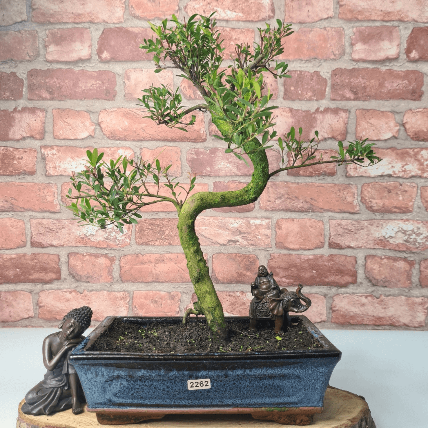 Brush Cherry Bonsai Tree in 25cm Glazed Pot, Discover the elegant Brush Cherry Bonsai Tree in a 25cm blue glazed pot. Perfect for indoor & outdoor spaces, this Syzygium bonsai adds serene beauty.