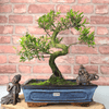 Brush Cherry Bonsai Tree in 25cm Glazed Pot, Discover the elegant Brush Cherry Bonsai Tree in a 25cm blue glazed pot. Perfect for indoor & outdoor spaces, this Syzygium bonsai adds serene beauty.