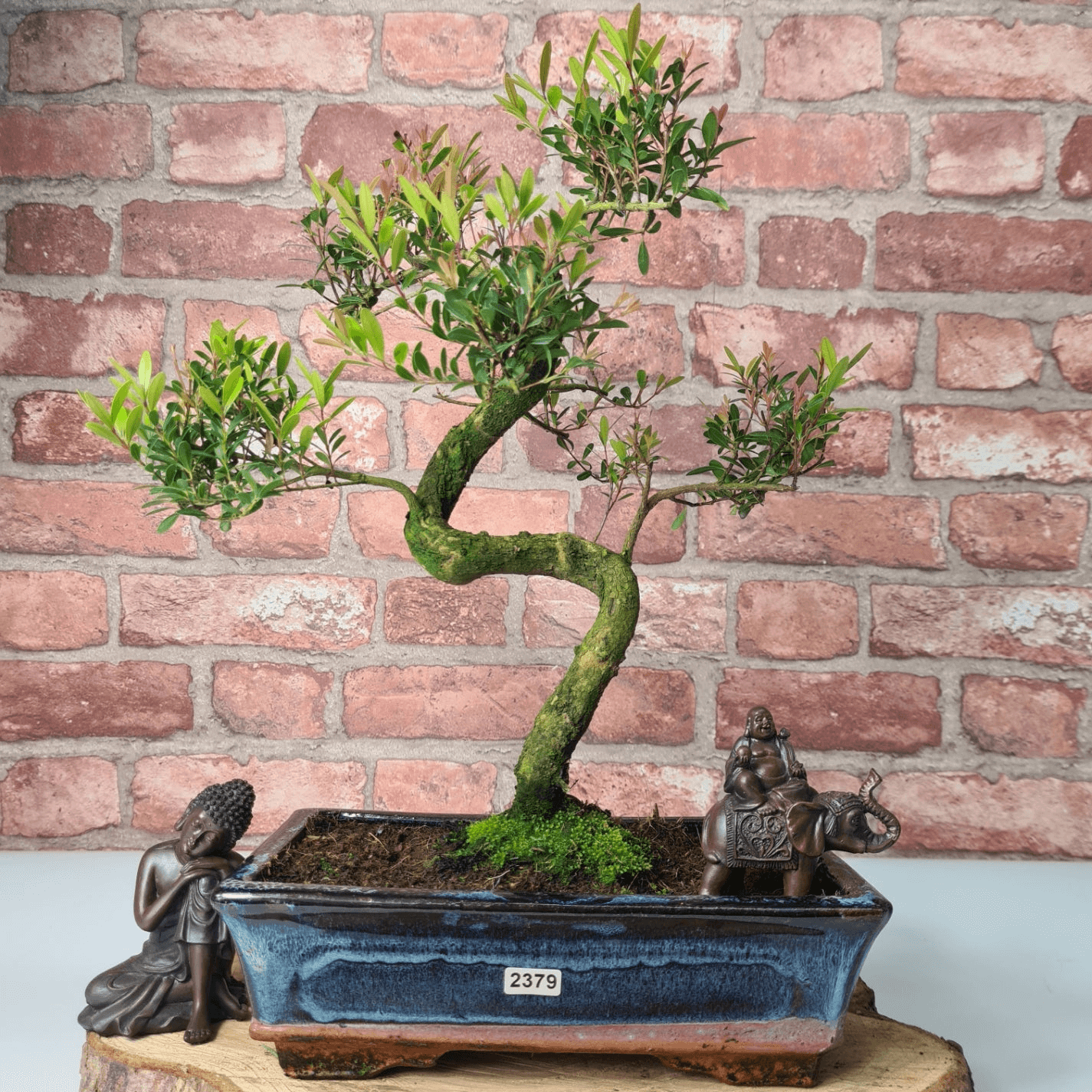 Brush Cherry Bonsai Tree in 25cm Glazed Pot, Discover the elegant Brush Cherry Bonsai Tree in a 25cm blue glazed pot. Perfect for indoor & outdoor spaces, this Syzygium bonsai adds serene beauty.