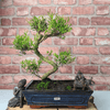 Brush Cherry Bonsai Tree in 25cm Glazed Pot, Discover the elegant Brush Cherry Bonsai Tree in a 25cm blue glazed pot. Perfect for indoor & outdoor spaces, this Syzygium bonsai adds serene beauty.