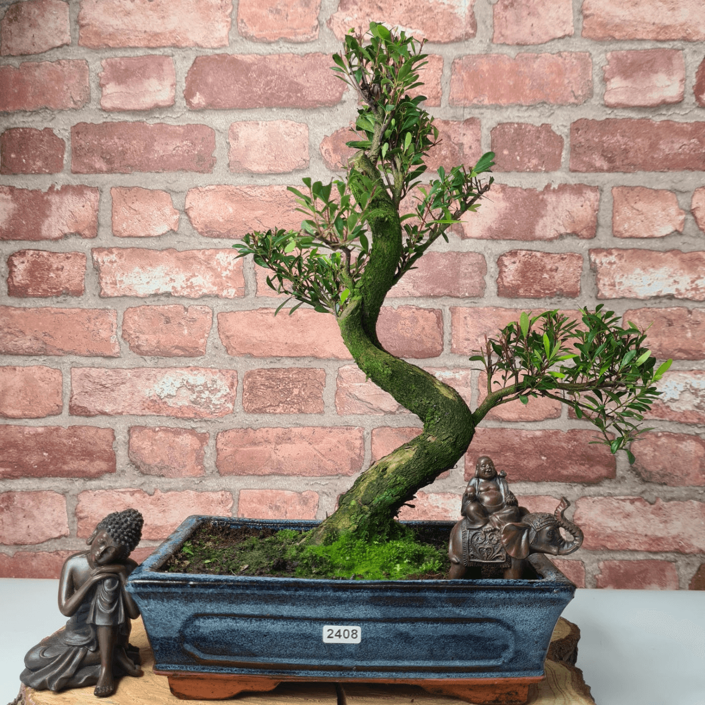 Brush Cherry Bonsai Tree in 25cm Glazed Pot, Discover the elegant Brush Cherry Bonsai Tree in a 25cm blue glazed pot. Perfect for indoor & outdoor spaces, this Syzygium bonsai adds serene beauty.