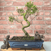 Brush Cherry Bonsai Tree in 25cm Glazed Pot, Discover the elegant Brush Cherry Bonsai Tree in a 25cm blue glazed pot. Perfect for indoor & outdoor spaces, this Syzygium bonsai adds serene beauty.