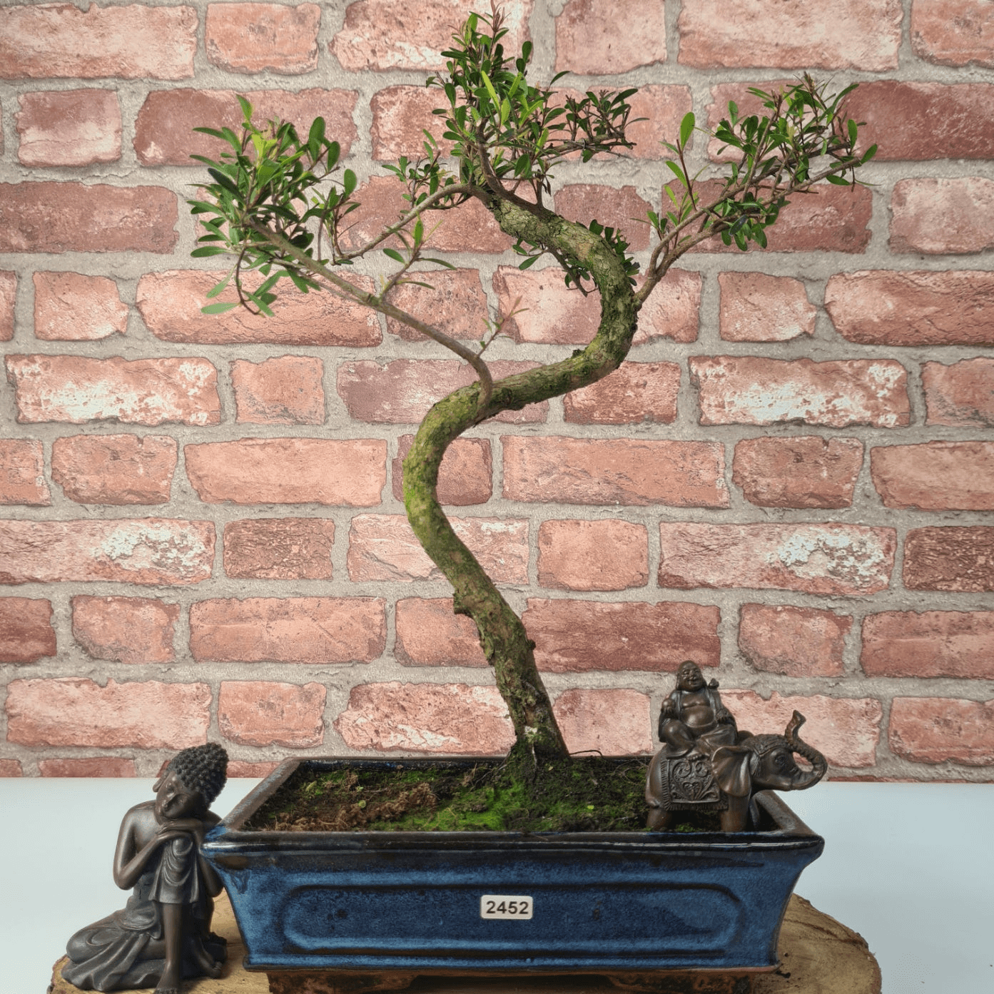 Brush Cherry Bonsai Tree in 25cm Glazed Pot, Discover the elegant Brush Cherry Bonsai Tree in a 25cm blue glazed pot. Perfect for indoor & outdoor spaces, this Syzygium bonsai adds serene beauty.