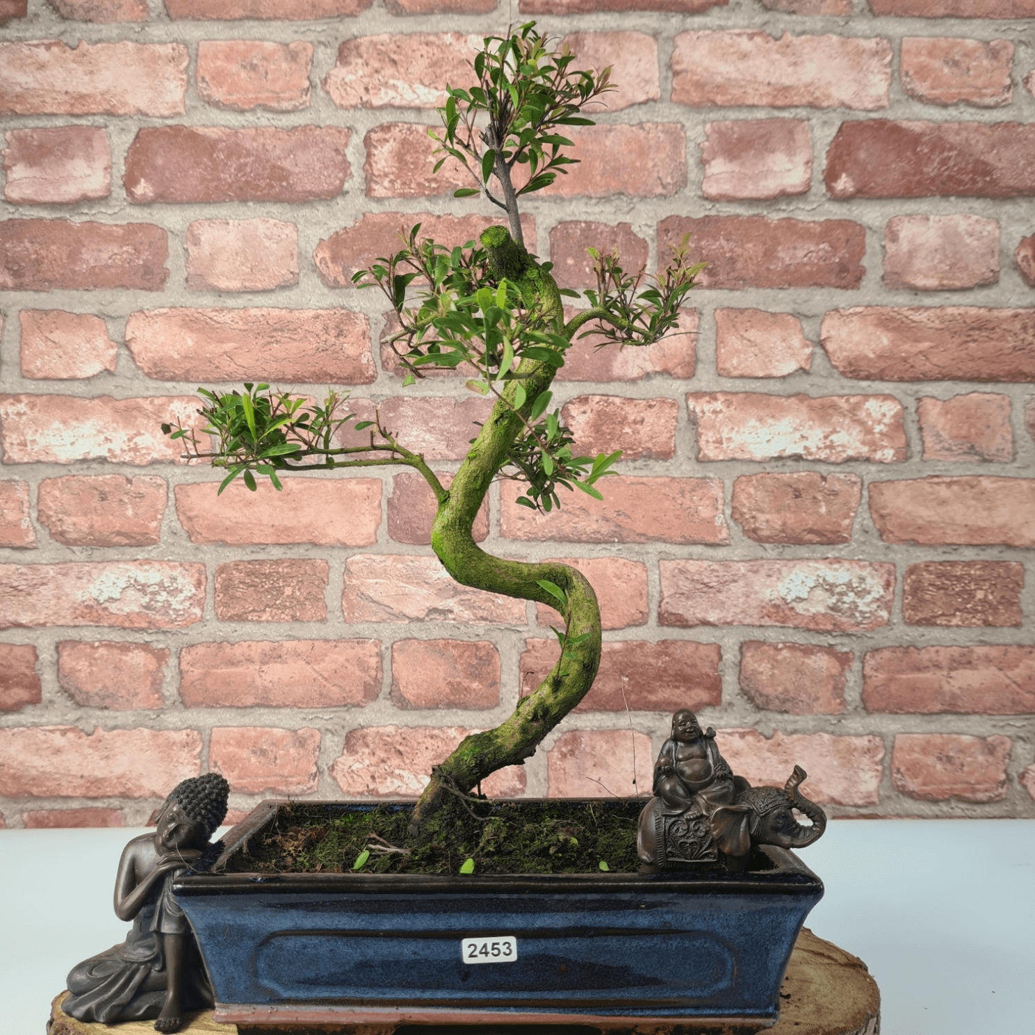 Brush Cherry Bonsai Tree in 25cm Glazed Pot, Discover the elegant Brush Cherry Bonsai Tree in a 25cm blue glazed pot. Perfect for indoor & outdoor spaces, this Syzygium bonsai adds serene beauty.