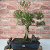 Brush Cherry Bonsai Tree in 25cm Glazed Pot, Discover the elegant Brush Cherry Bonsai Tree in a 25cm blue glazed pot. Perfect for indoor & outdoor spaces, this Syzygium bonsai adds serene beauty.