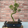 Brush Cherry Bonsai Tree in 25cm Glazed Pot, Discover the elegant Brush Cherry Bonsai Tree in a 25cm blue glazed pot. Perfect for indoor & outdoor spaces, this Syzygium bonsai adds serene beauty.