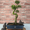 Brush Cherry Bonsai Tree in 25cm Glazed Pot, Discover the elegant Brush Cherry Bonsai Tree in a 25cm blue glazed pot. Perfect for indoor & outdoor spaces, this Syzygium bonsai adds serene beauty.