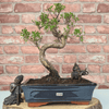 Brush Cherry Bonsai Tree in 25cm Glazed Pot, Discover the elegant Brush Cherry Bonsai Tree in a 25cm blue glazed pot. Perfect for indoor & outdoor spaces, this Syzygium bonsai adds serene beauty.