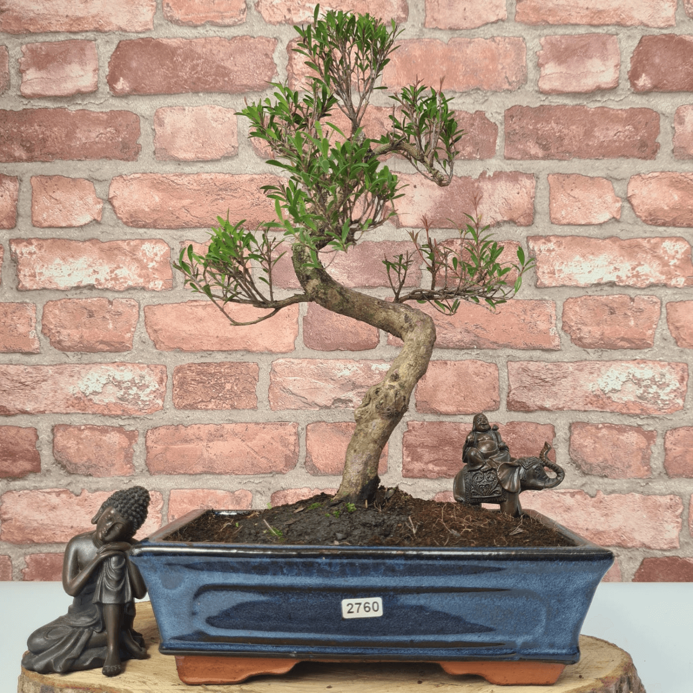 Brush Cherry Bonsai Tree in 25cm Glazed Pot, Discover the elegant Brush Cherry Bonsai Tree in a 25cm blue glazed pot. Perfect for indoor & outdoor spaces, this Syzygium bonsai adds serene beauty.