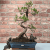 Brush Cherry Bonsai Tree in 25cm Glazed Pot, Discover the elegant Brush Cherry Bonsai Tree in a 25cm blue glazed pot. Perfect for indoor & outdoor spaces, this Syzygium bonsai adds serene beauty.