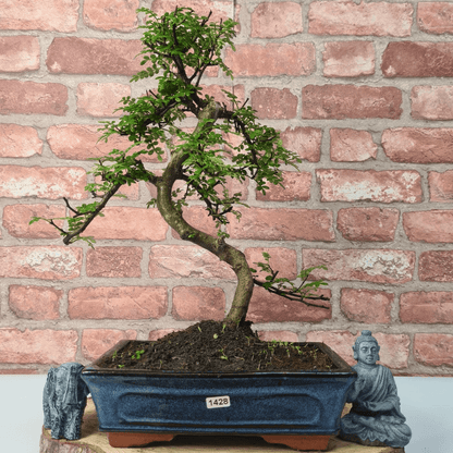 Chinese Pepper Bonsai Tree | 25cm Pot - Unique & Beautiful, Discover the Chinese Pepper Bonsai Tree from Sichuan, China. Aesthetic charm with glossy leaves and red berries. Buy this unique, cultural bonsai now!