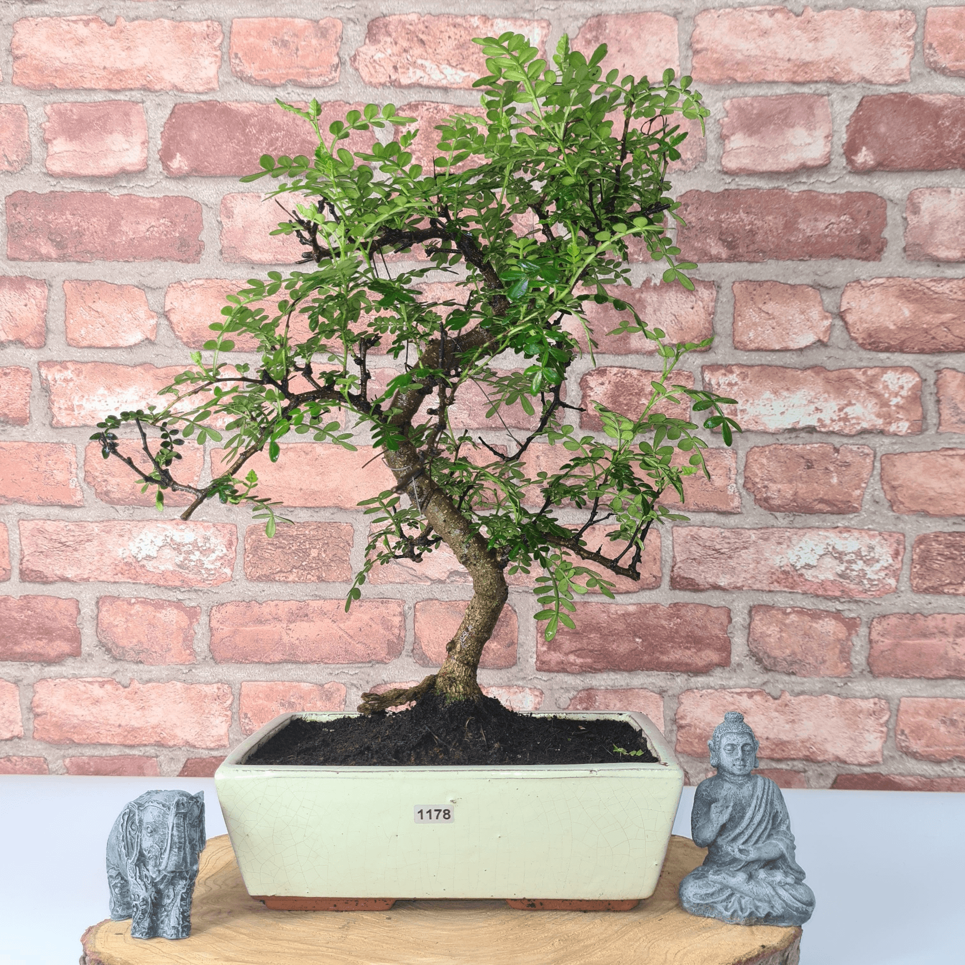 Chinese Pepper Bonsai Tree | 25cm Pot - Unique & Beautiful, Discover the Chinese Pepper Bonsai Tree from Sichuan, China. Aesthetic charm with glossy leaves and red berries. Buy this unique, cultural bonsai now!