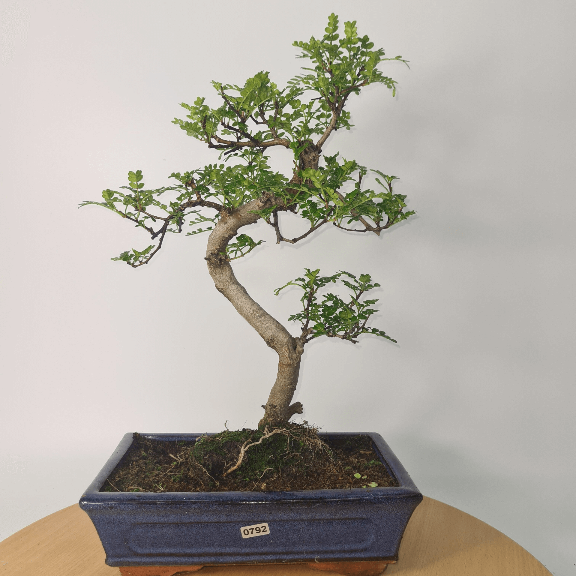 Chinese Pepper Bonsai Tree | 25cm Pot - Unique & Beautiful, Discover the Chinese Pepper Bonsai Tree from Sichuan, China. Aesthetic charm with glossy leaves and red berries. Buy this unique, cultural bonsai now!