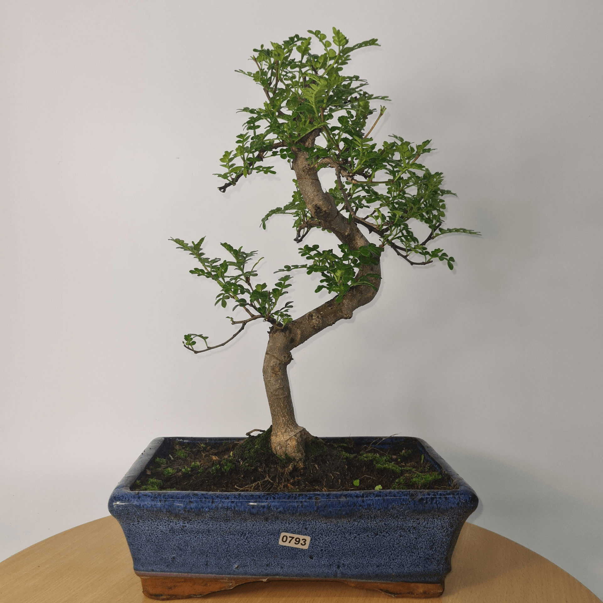 Chinese Pepper Bonsai Tree | 25cm Pot - Unique & Beautiful, Discover the Chinese Pepper Bonsai Tree from Sichuan, China. Aesthetic charm with glossy leaves and red berries. Buy this unique, cultural bonsai now!