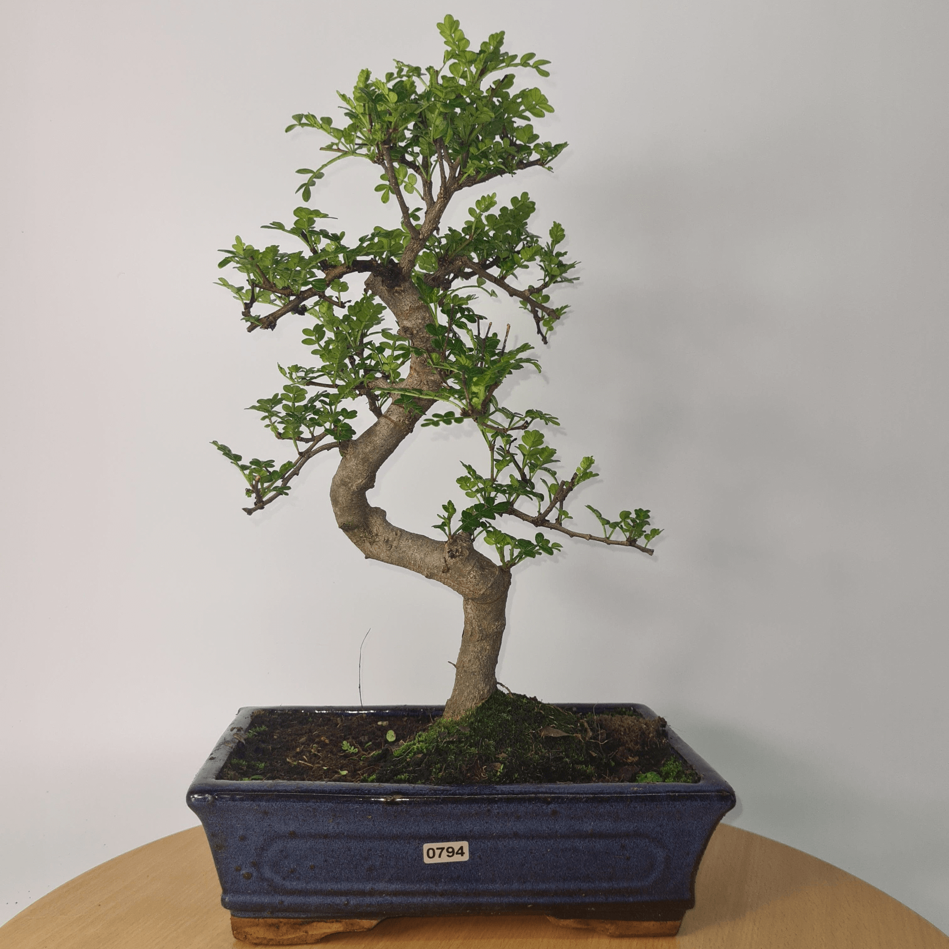 Chinese Pepper Bonsai Tree | 25cm Pot - Unique & Beautiful, Discover the Chinese Pepper Bonsai Tree from Sichuan, China. Aesthetic charm with glossy leaves and red berries. Buy this unique, cultural bonsai now!