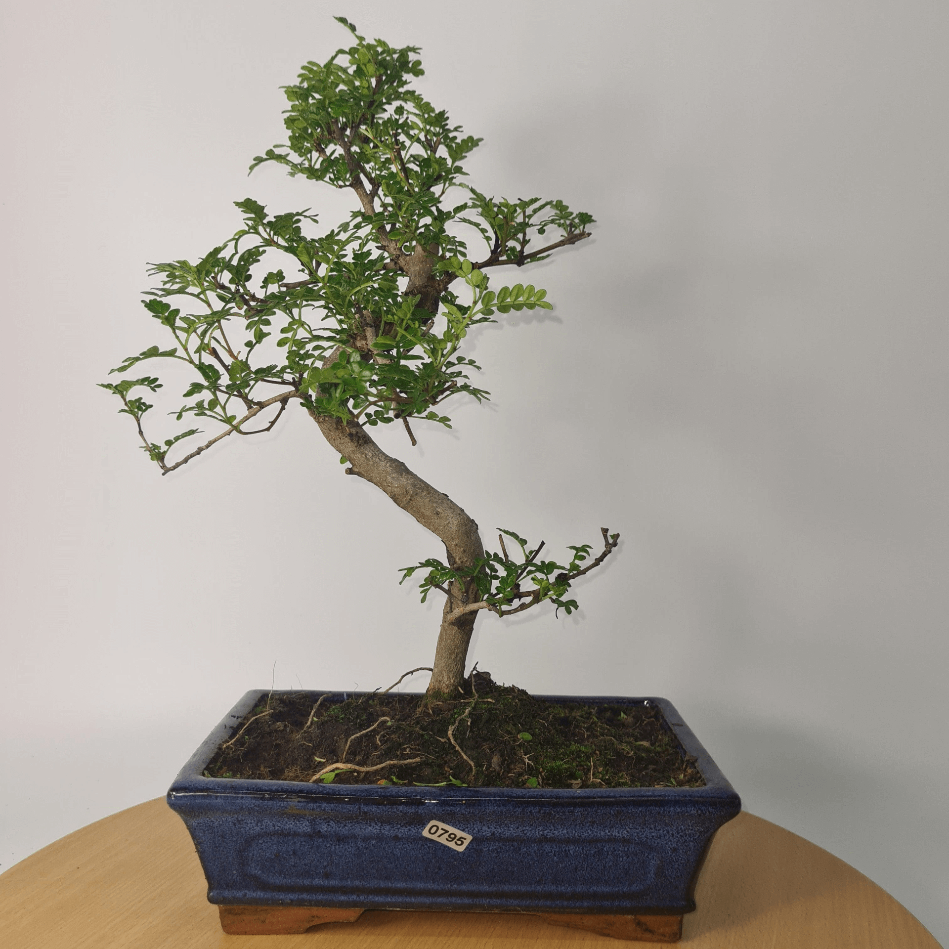 Chinese Pepper Bonsai Tree | 25cm Pot - Unique & Beautiful, Discover the Chinese Pepper Bonsai Tree from Sichuan, China. Aesthetic charm with glossy leaves and red berries. Buy this unique, cultural bonsai now!