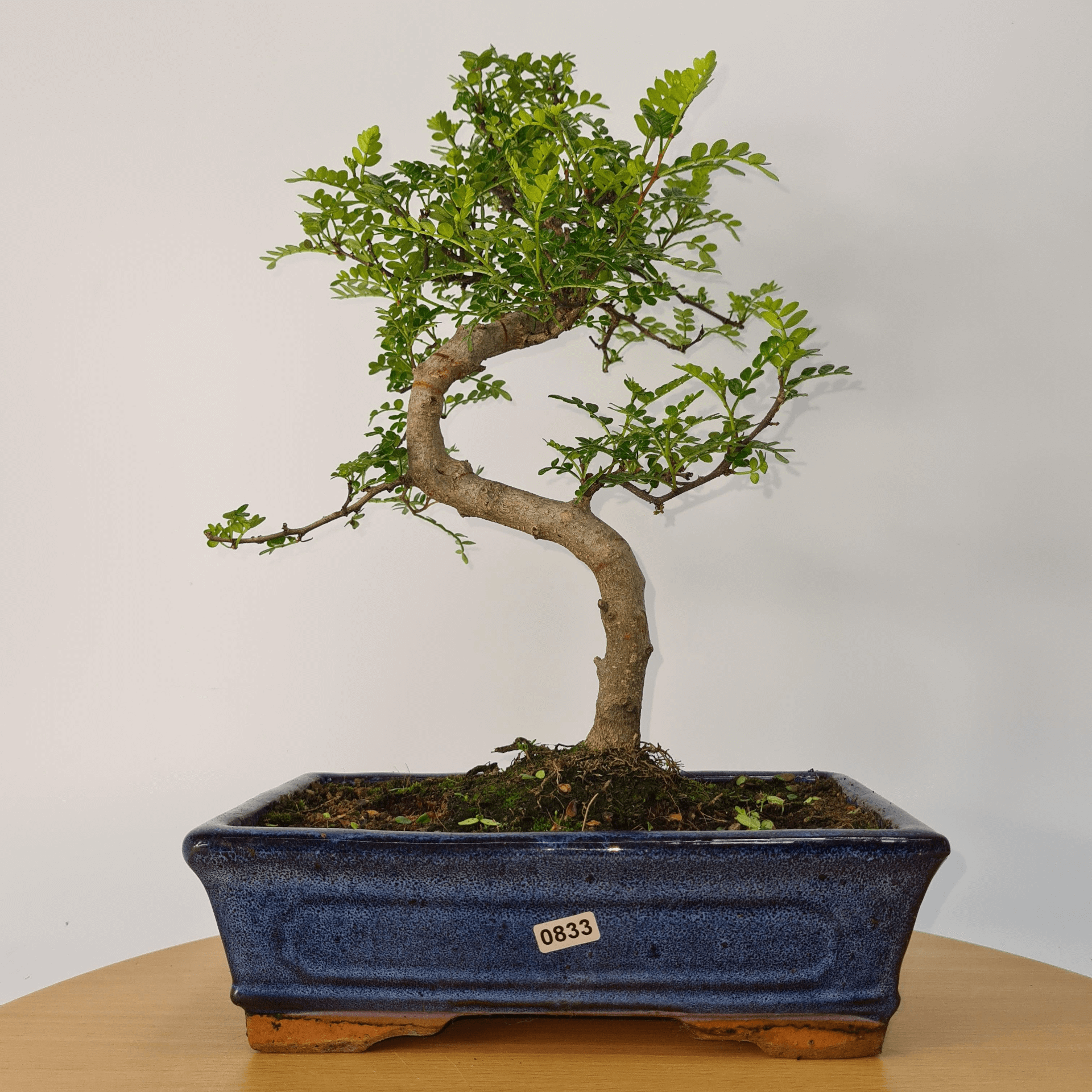 Chinese Pepper Bonsai Tree | 25cm Pot - Unique & Beautiful, Discover the Chinese Pepper Bonsai Tree from Sichuan, China. Aesthetic charm with glossy leaves and red berries. Buy this unique, cultural bonsai now!