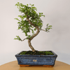 Chinese Pepper Bonsai Tree | 25cm Pot - Unique & Beautiful, Discover the Chinese Pepper Bonsai Tree from Sichuan, China. Aesthetic charm with glossy leaves and red berries. Buy this unique, cultural bonsai now!