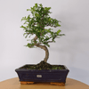 Chinese Pepper Bonsai Tree | 25cm Pot - Unique & Beautiful, Discover the Chinese Pepper Bonsai Tree from Sichuan, China. Aesthetic charm with glossy leaves and red berries. Buy this unique, cultural bonsai now!