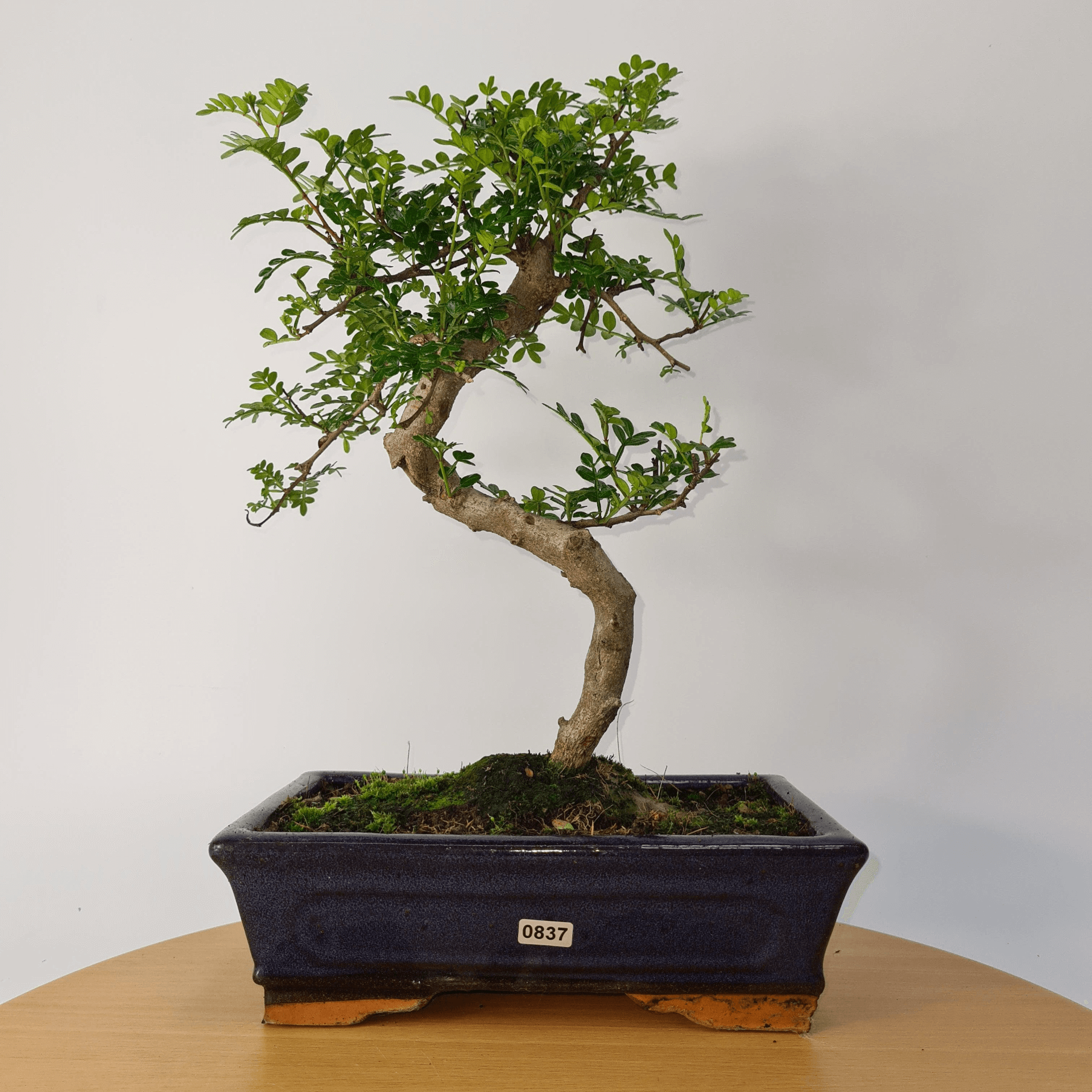 Chinese Pepper Bonsai Tree | 25cm Pot - Unique & Beautiful, Discover the Chinese Pepper Bonsai Tree from Sichuan, China. Aesthetic charm with glossy leaves and red berries. Buy this unique, cultural bonsai now!