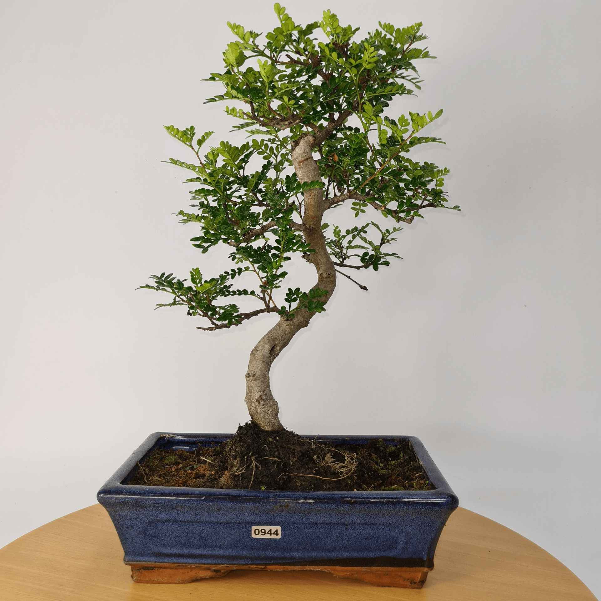 Chinese Pepper Bonsai Tree | 25cm Pot - Unique & Beautiful, Discover the Chinese Pepper Bonsai Tree from Sichuan, China. Aesthetic charm with glossy leaves and red berries. Buy this unique, cultural bonsai now!